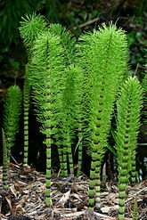 A living Equisetum, or horsetail Equisetopsida.jpg