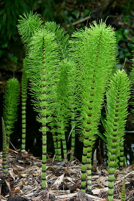 Equisetum telmateia