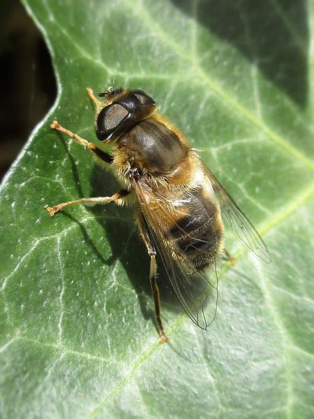 File:Eristalis pertinax (Hoverfly sp.) female, Arnhem, the Netherlands.jpg