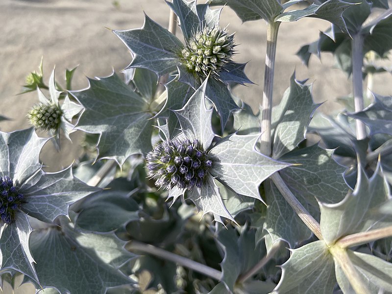 File:Eryngium maritimum 213376600.jpg