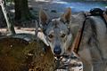 Eska der Tschechoslowakische Wolfhund im Taunus.jpg