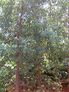<i>Eucalyptus alligatrix</i> Species of eucalyptus