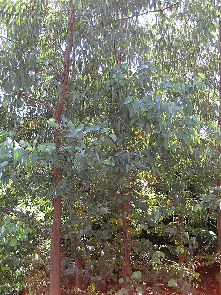 Eucalyptus_alligatrix