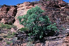 Eucalyptus brachyandra.jpg