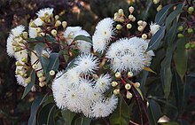 Okaliptüs calophylla flowers2 Cataby email.jpg