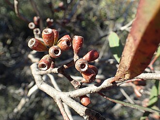 fruit Eucalyptus clivicola fruit(2).jpg