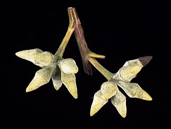 flower buds Eucalyptus glaucina buds.jpg