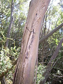 <i>Eucalyptus imlayensis</i> Species of eucalyptus