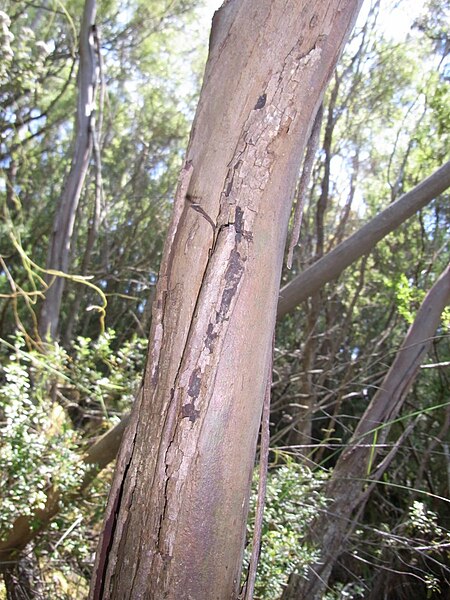 Eucalyptus_imlayensis