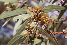 Eucalyptus obtusiflora.jpg