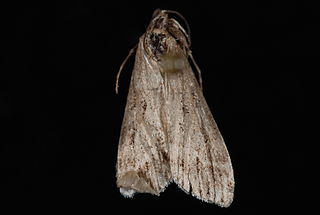 <i>Eudonia commortalis</i> Species of moth
