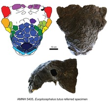 Skull of specimen AMNH 5405, Scolosaurus sp. Euoplocephalus.tif