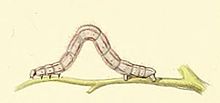 Eupithecia silenicolata larva.JPG