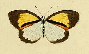 Descrizione dell'immagine Eurema elathea.JPG.