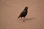 Thumbnail for File:European Starling foraging.jpg