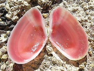 Eurytellina simulans - interior.jpg