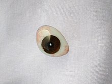 Human ocular prosthesis of brown color. Eye-prosthesis-brown.jpg
