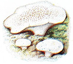 Fåresopp (Albatrellus ovinus)