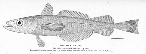 Merluccius productus