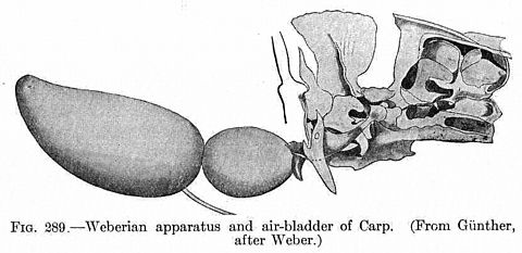 Weberian apparatus and air-bladder of a carp FMIB 51826 Weberian apparatus and air-bladder of Carp.jpeg