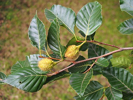 Fagus lucida Buk 2020-07-18 01