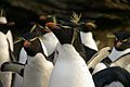 Falkland Islands Penguins 87.jpg