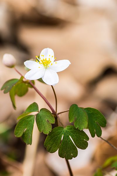 File:False Rue-anemone (Enemion biternatum) (25899942771).jpg