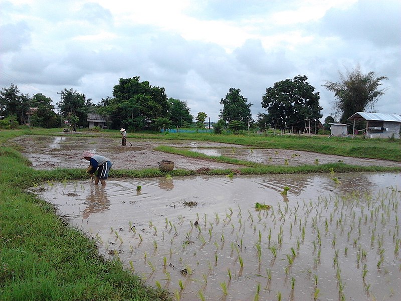 File:Farmer - panoramio (3).jpg