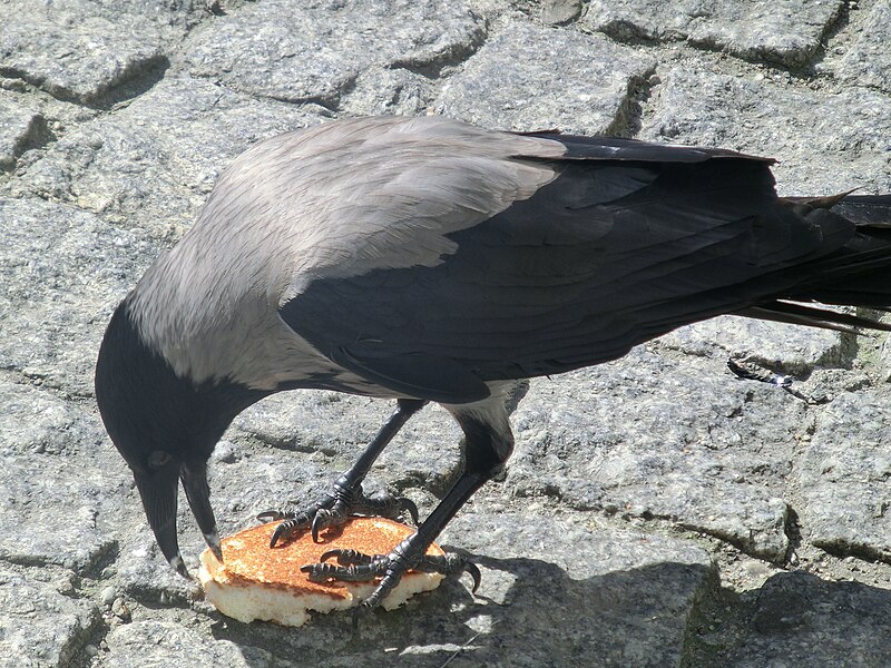 File:Fastfood crow.JPG