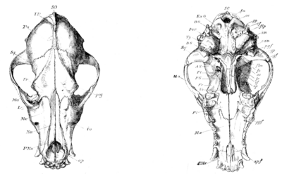 Upper and under surface of a Dog's cranium. (Flower's 'Introduction to the Osteology of the Mammalia,' figs 46, 47.