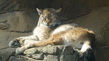 Eurasian lynx Felis lynx1920.jpg