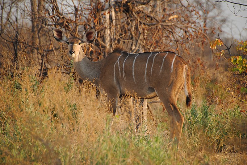 File:Female kudu in Moremi Game Reserve - Botswana - panoramio.jpg