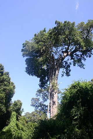 <i>Ficus burtt-davyi</i> Species of fig from Southern Africa