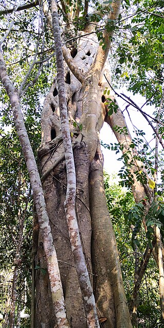 <i>Ficus maclellandii</i> Species of flowering plant