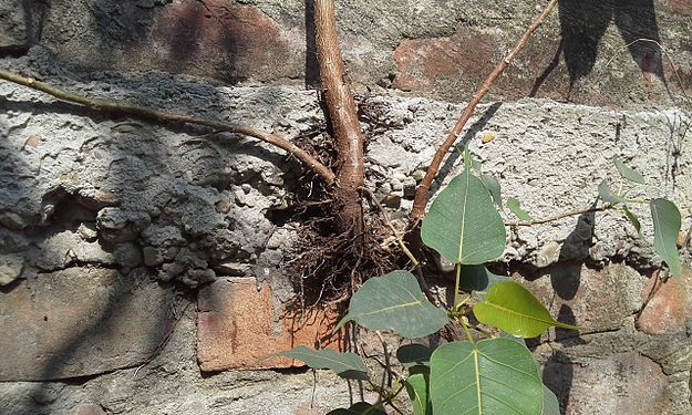 Ficus religiosa roots throttle the cemented wall Showing the Power Of Nature.