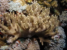 Finger leather coral, Sinularia polydactyla (6165871011).jpg