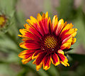 Thumbnail for File:Flower, Common Perenial Gaillardia -Arizona Sun- Flipped and Cropped- nekonomania (cropped).jpg