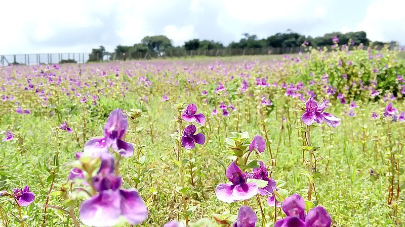 File:Flowers valley of Kaas Plateu,Satara,India.jpg