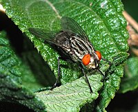 Sarcophaga sp. (Sarcophagidae) Flesh fly