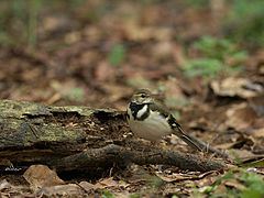 Forest Wagtail 4024.jpg