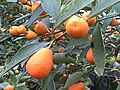 Vorschaubild für Kumquats