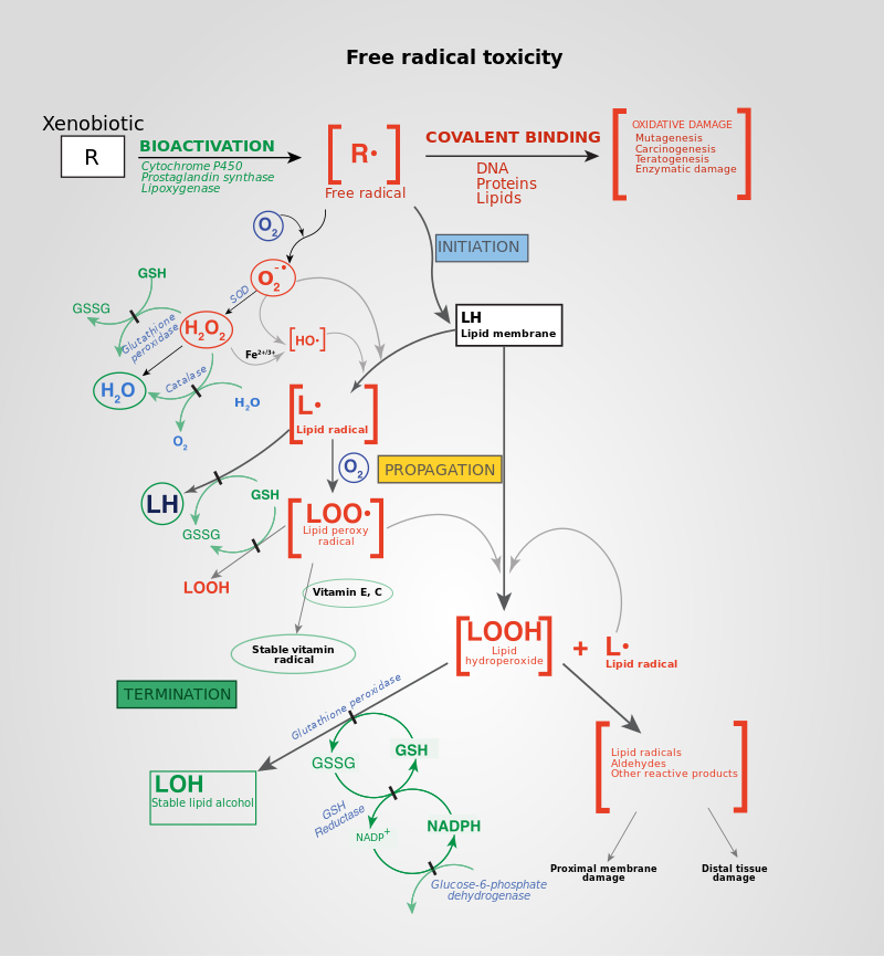 Toxicity pathways. Toxicity pathways describe the processes by