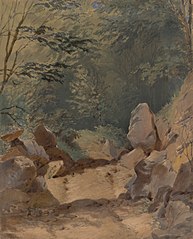 Forest Scenery with Rocks