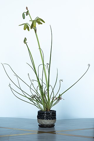 <i>Albuca spiralis</i> Species of flowering plant