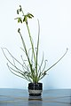 * Nomination Frizzle sizzle (Albuca spiralis) --Rhododendrites 02:45, 25 March 2020 (UTC) * Promotion  Support Good quality. --Podzemnik 04:34, 25 March 2020 (UTC)