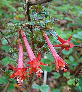 <i>Fuchsia loxensis</i> Species of flowering plant