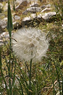 GTragopogon-longirostris.jpg