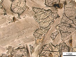 Section de gabbro vue avec un seul polariseur