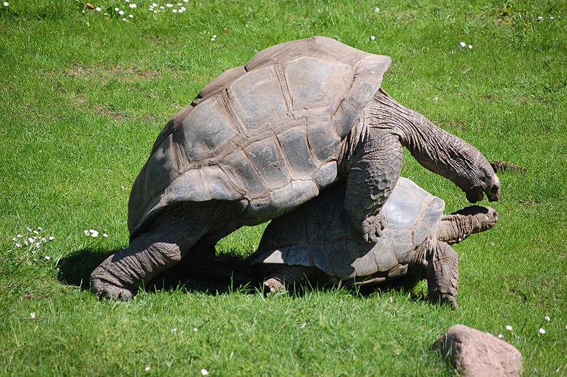 File:Galapagos-schildkroete.JPG