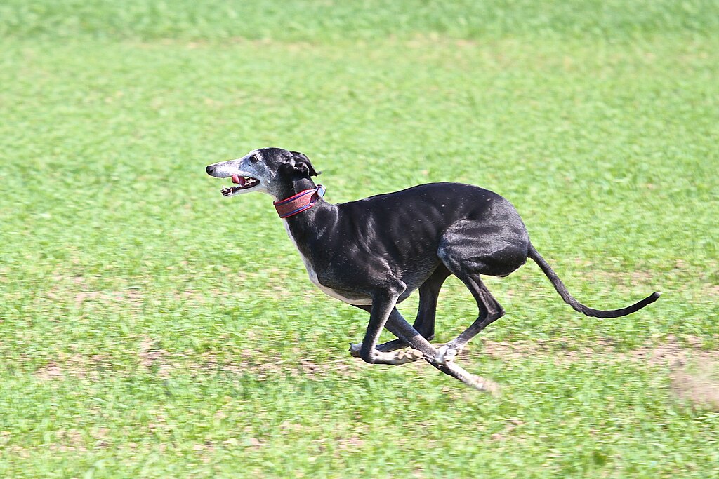 Galgo español running.jpg